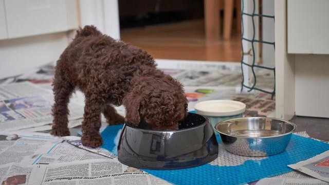 养贵宾犬很贵我来帮你算算账