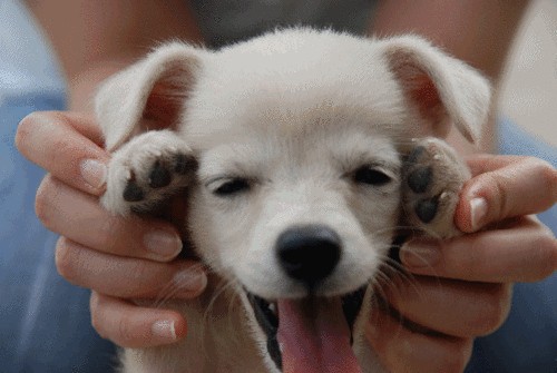 狗无贵贱中华田园犬也很优秀