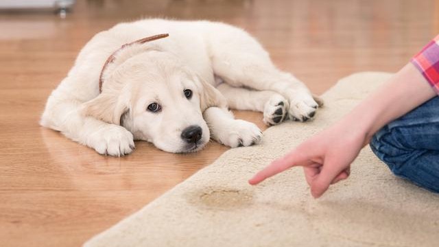 狗狗要想成为获得编制的工作犬需要满足5个要求