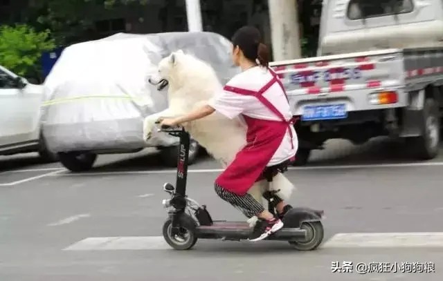 萨摩耶实力开车带妹子，样子太认真，萨摩耶：我开车就是这么稳