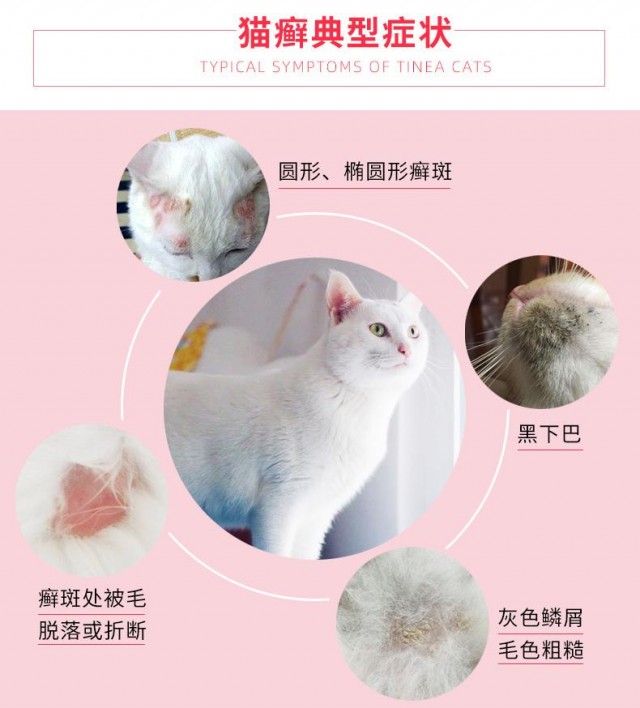 宠物猫狗常见的皮肤病症状是什么样的？如何判断全在这里