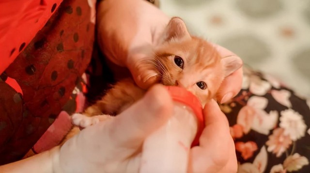 专治猫狗伤病体虚不想进食的神器巨小萌代言狗试吃唯优营养液