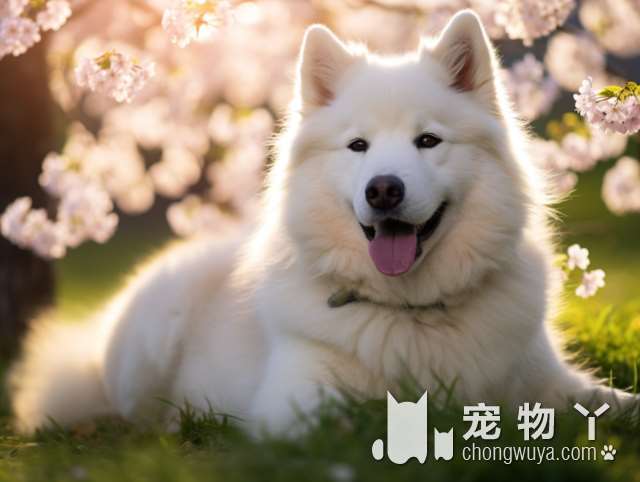 罗威纳犬真的有那么凶吗？