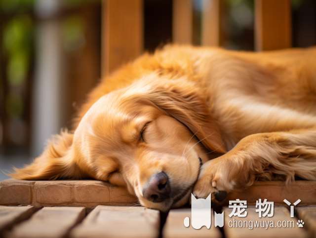 金毛犬特征？