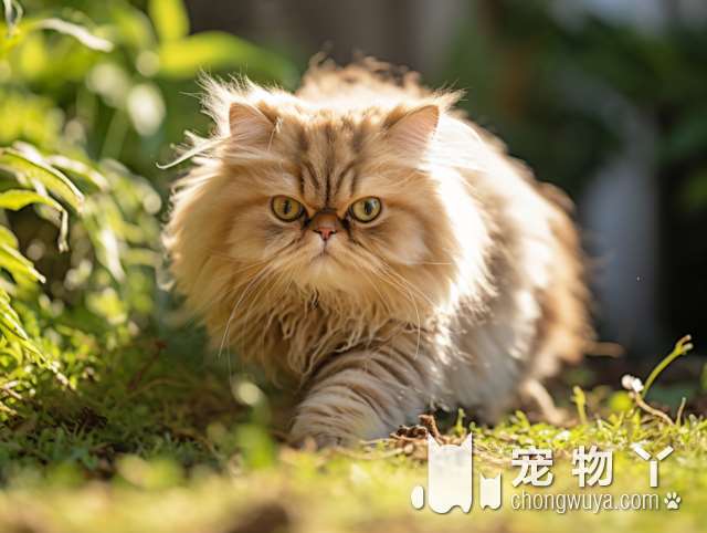 为什么狸花猫没有被国际认可？