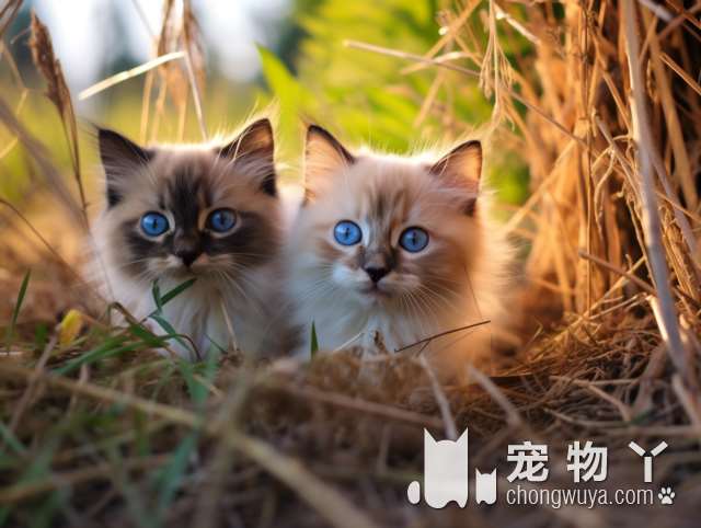 医院推荐的猫咪健康套餐值得信赖吗？