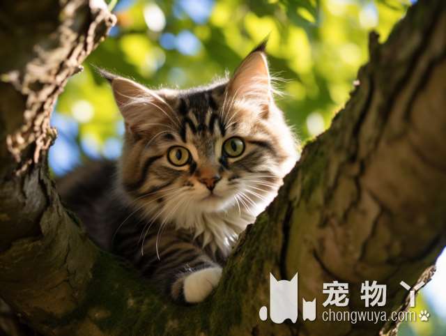 波斯猫的起源地？